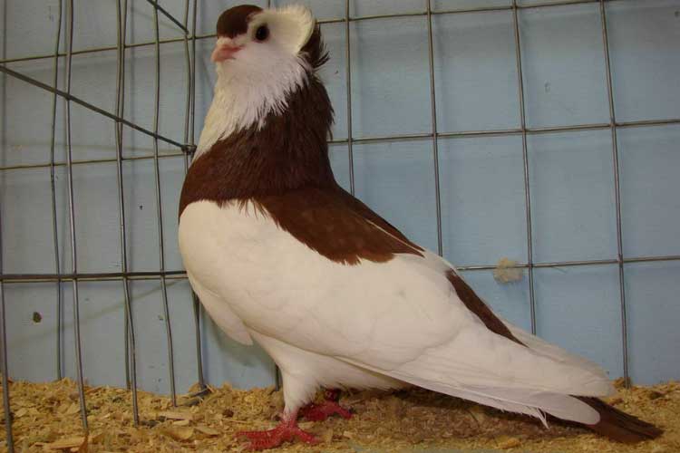 17 Tumbler Pigeon Breeds – A Complete List