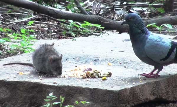 Under Which Circumstances Do Rats Eat Pigeons