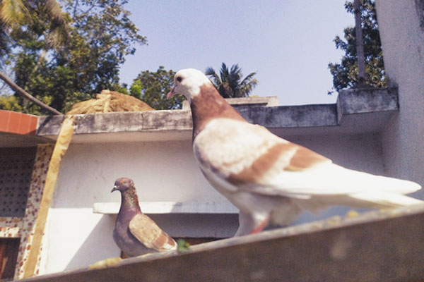 Understanding Pigeon Behavior
