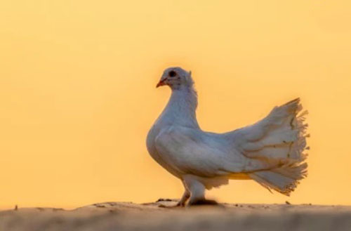 Uses Of Fantail Pigeons