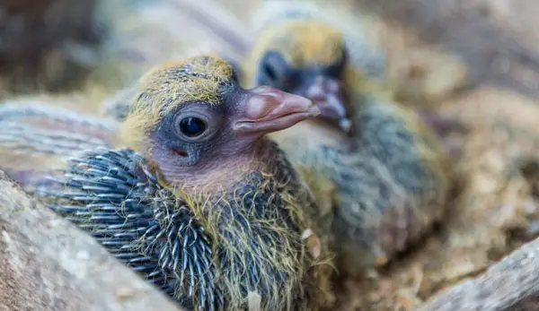 Ways To Prevent Pigeons From Killing Their Babies