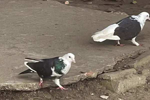 Ways to Get Rid of Diseases from Pigeon Poops