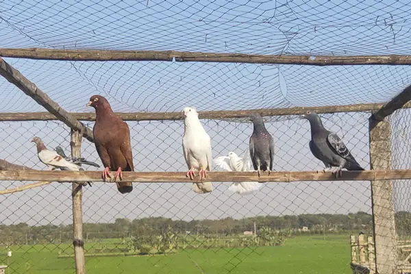 What Are Pigeons Good For