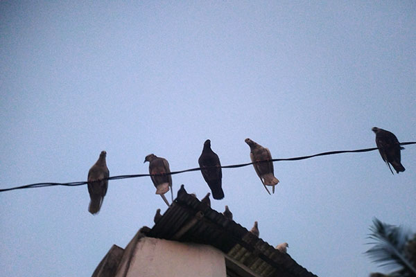 What Are The Risks Of Having Pigeons In Cities
