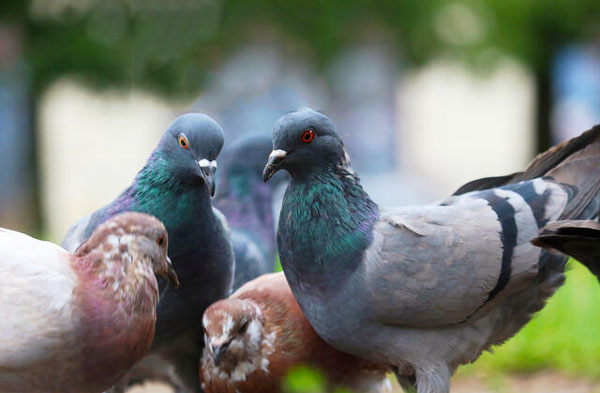 What Are the Impacts of Pigeon Fights