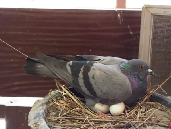 What Can I Do To Protect My Pigeon Eggs From Crows
