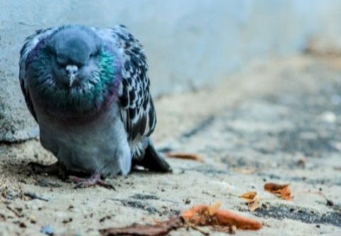 What Causes a Pigeon's Death