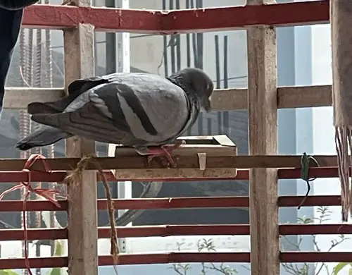 What Deterrent Is The Best For Keeping Pigeons Away