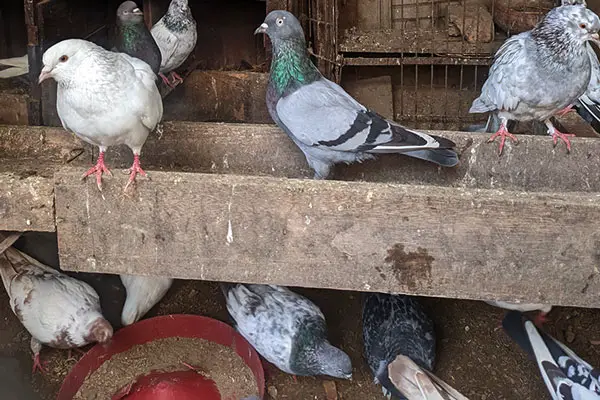 What Diseases Do Pigeons Carry