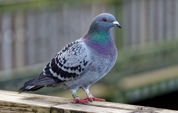 What Do Pigeons Eat In The Winter