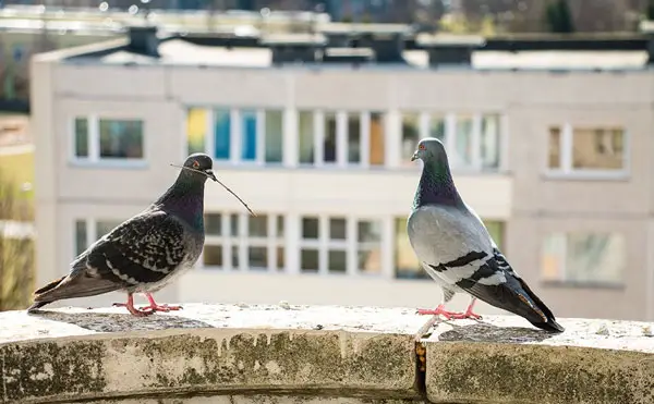 What Methods Of Keeping Pigeons Away Are Not Allowed