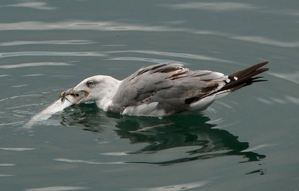 What Other Things Do Seagulls Eat