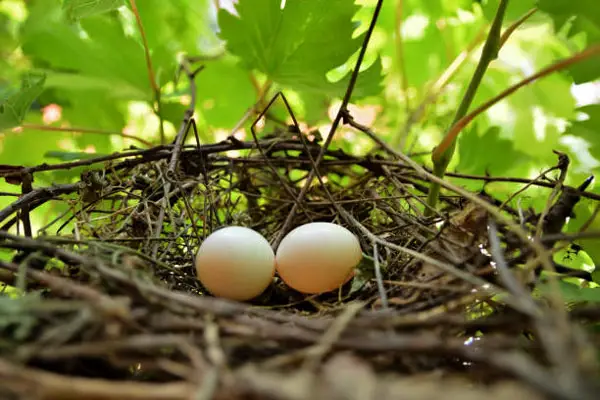What’s The Hatching Time for Pigeon Eggs