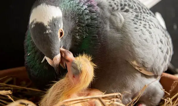 When Can Baby Pigeons Feed Themselves