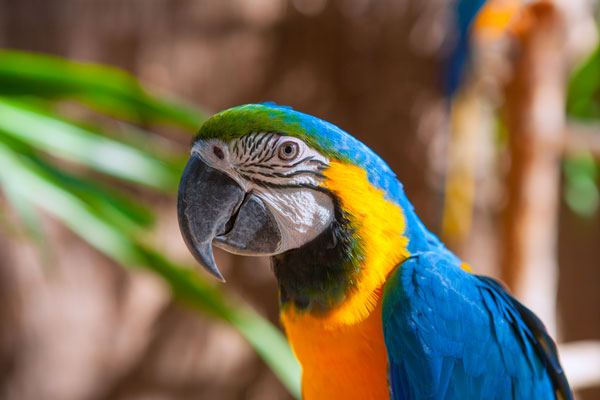 When Does a Parrot Be The Perfect Avian Companion
