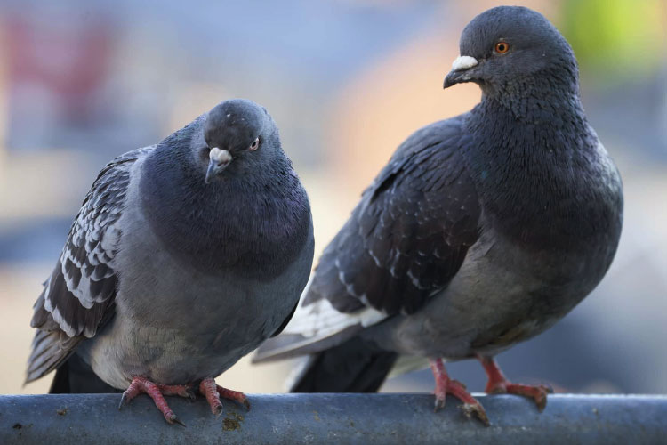 Where Do Pigeons Go In The Winter?
