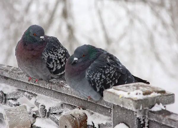Where Do Pigeons Go In The Winter