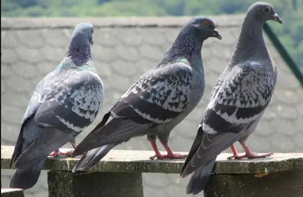 Why Are Petting Pigeons Such A Great Idea