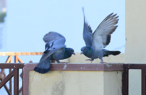Why do Pigeon Fight With Each Other