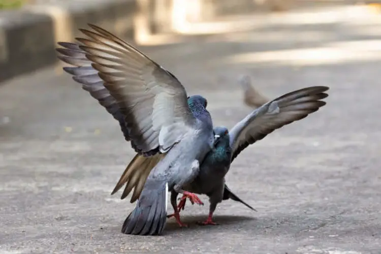 Why Do Pigeon Fight With Each Other