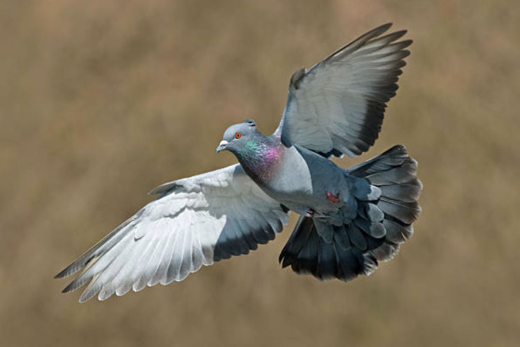 Why Do Pigeons Attack Humans? We Have the Answer!
