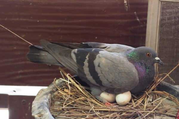 Why Do Pigeons Break Their Eggs