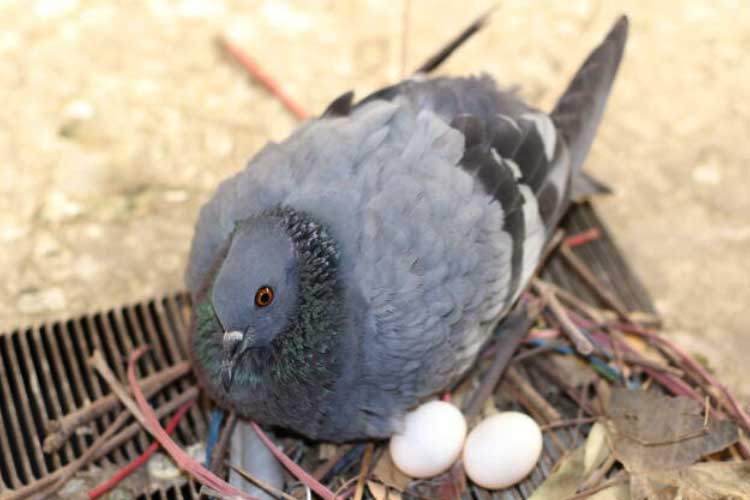 Why Do Pigeons Break Their Eggs? Some Shocking Reasons