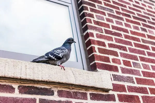 Why Do Pigeons Fly Into Windows