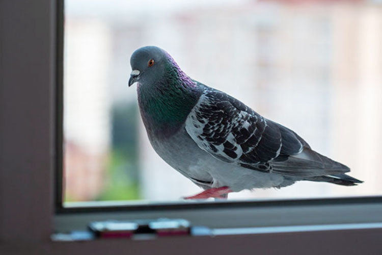 Why Do Pigeons Fly Into Windows? Reasons And Preventive Steps