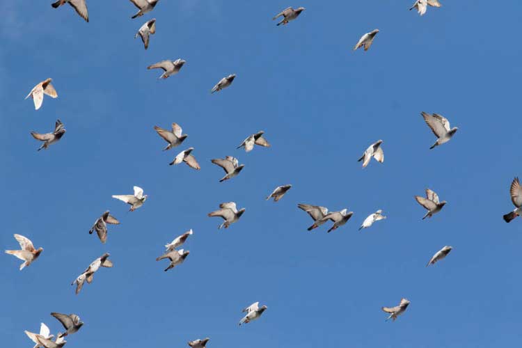 Why Do Pigeons Fly in Circles? 5 Major Causes!