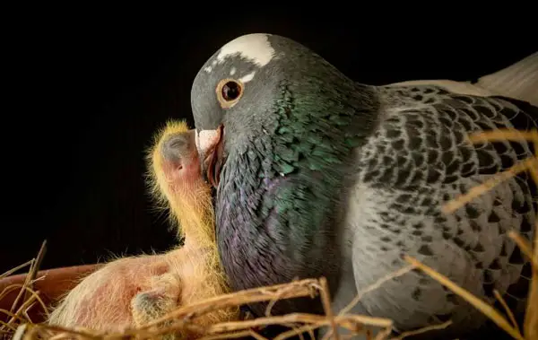 Why Do Pigeons Kill Their Babies
