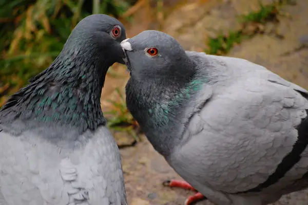 Why Do Pigeons Kiss