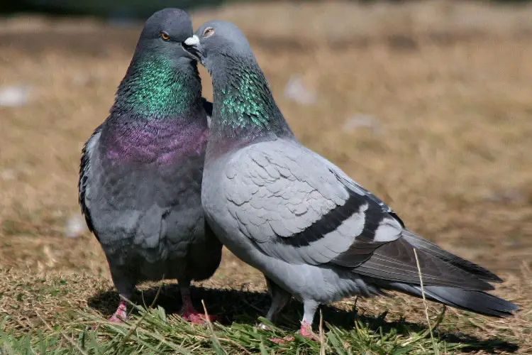 Why Do Pigeons Kiss? Do They Actually Kiss To Show Affection?