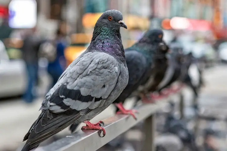 Why Do Pigeons Live In Cities
