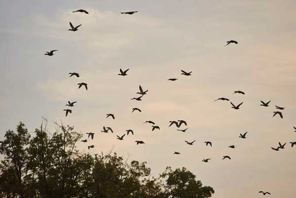 Why Do Pigeons Mostly Come Back In Their Nest During Sunset