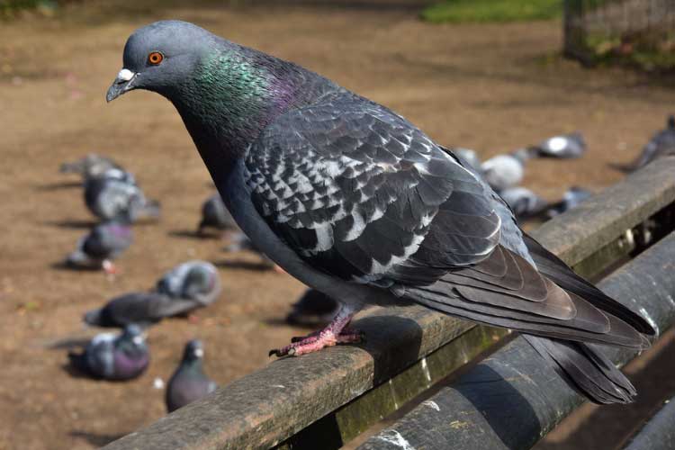 Why Do Pigeons Poop So Much – An In-Depth Analysis
