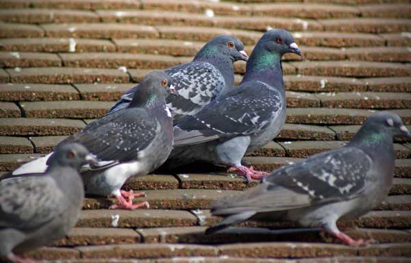 Why Do Pigeons Poop So Much