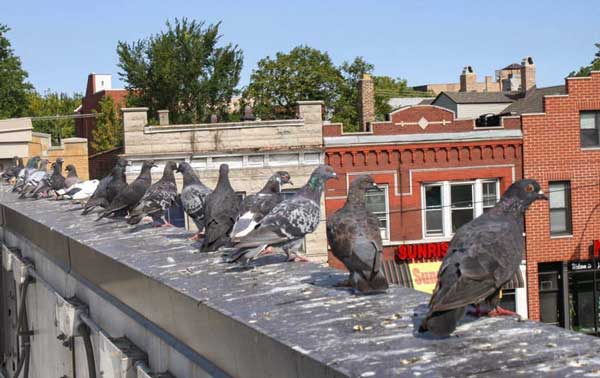 Why Do Pigeons Poop So Much