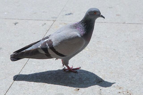 Why Do Pigeons Stand On One Leg