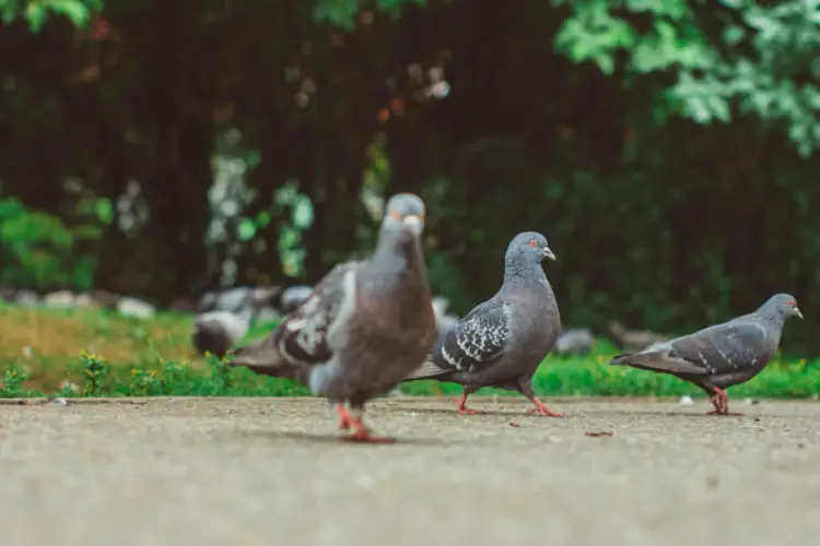 Why Do Pigeons Stand On One Leg – 6 Common Reasons