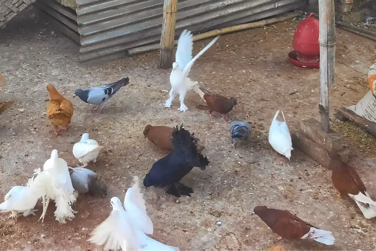 Why Is Pigeon Poop White