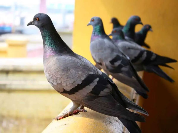Why Should You Keep Pigeons Off Your Balcony