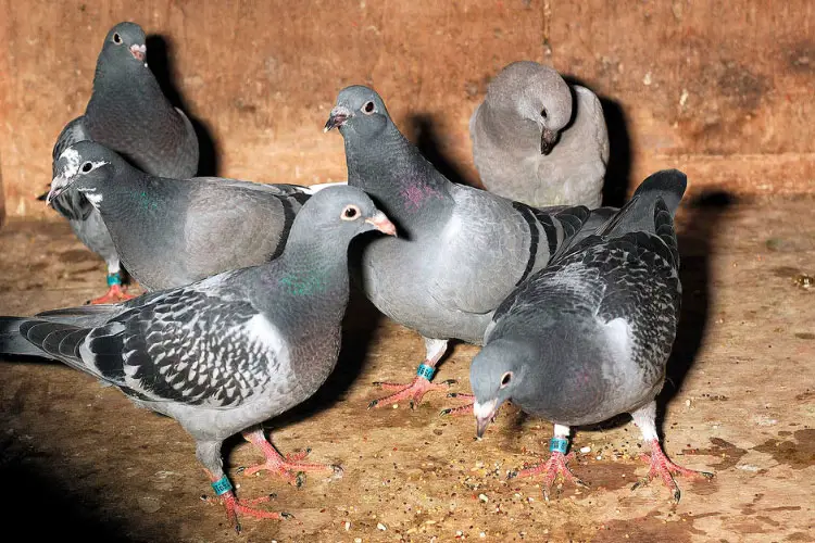 Why Young Pigeon Not Flying But Runs Around – 12 Reasons