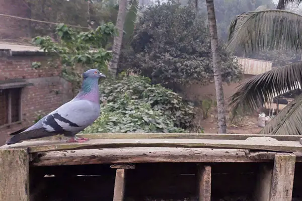 Young Pigeon Fear of Predators