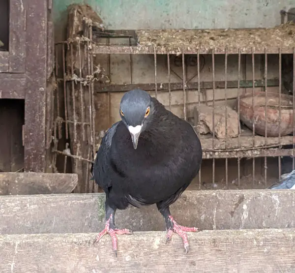 Young Pigeon Illness