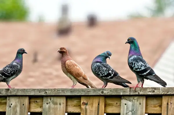 Young Pigeon Lack of Vision