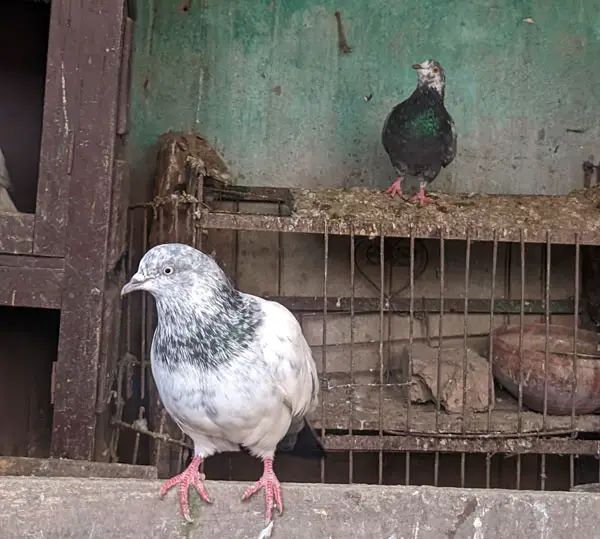 Young Pigeon Wrong Diet