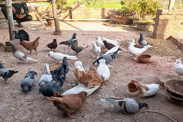 Young Pigeons Not Flying But Runs Around