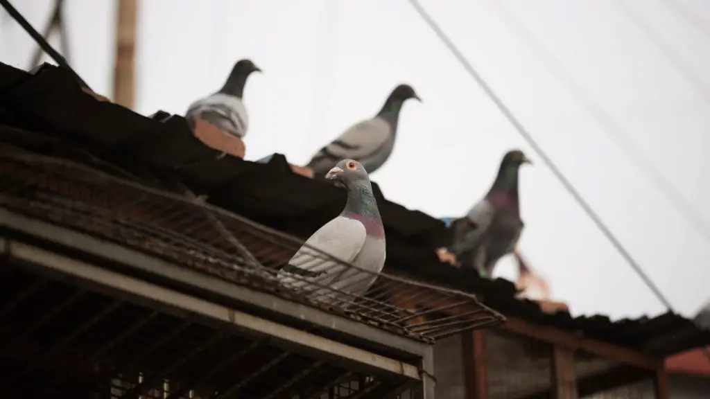 A Beginner's Guide to Pigeon Racing How To Get Started!