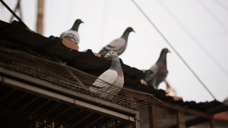 A Beginner’s Guide to Pigeon Racing – How To Get Started!